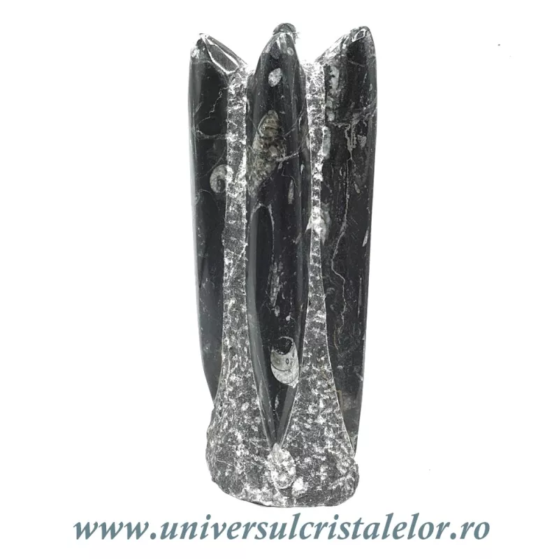 Orthoceras Orthoceras
