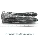 Orthoceras Orthoceras