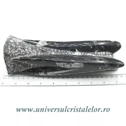 Orthoceras Orthoceras