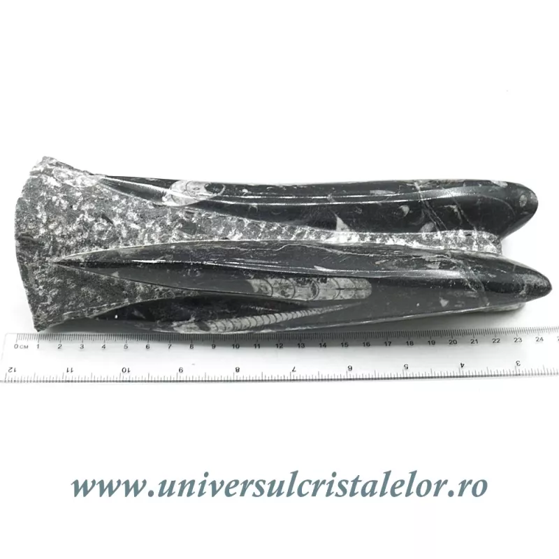 Orthoceras Orthoceras