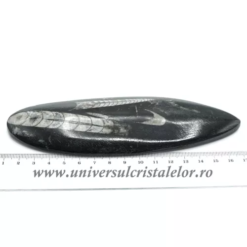 Orthoceras