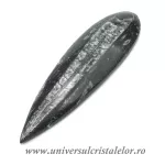 Orthoceras Orthoceras