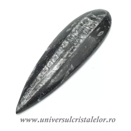 Orthoceras Orthoceras