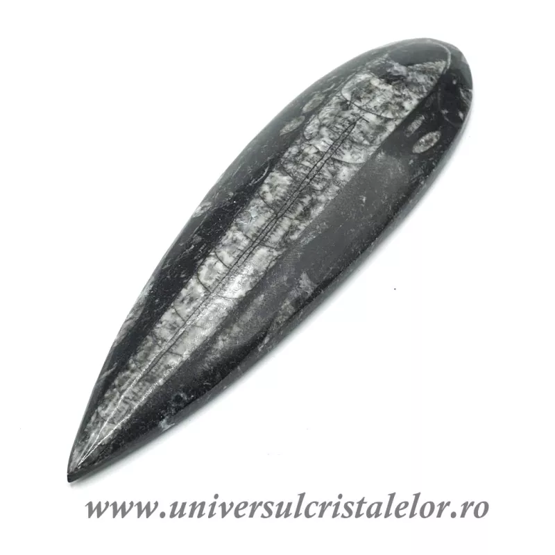 Orthoceras Orthoceras