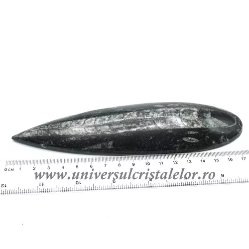 Orthoceras Orthoceras