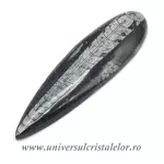 Orthoceras Orthoceras