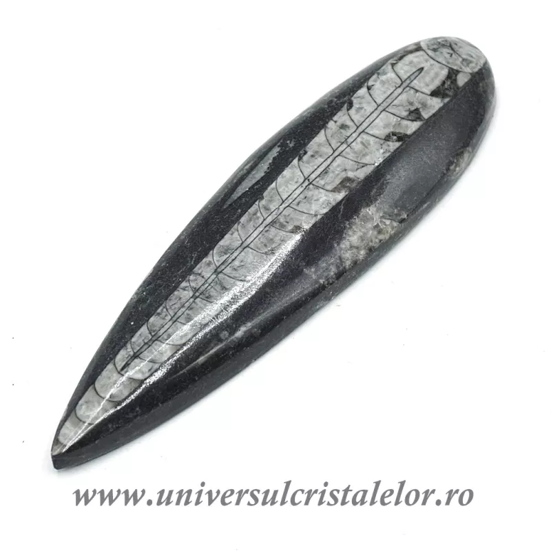 Orthoceras Orthoceras