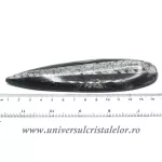 Orthoceras Orthoceras