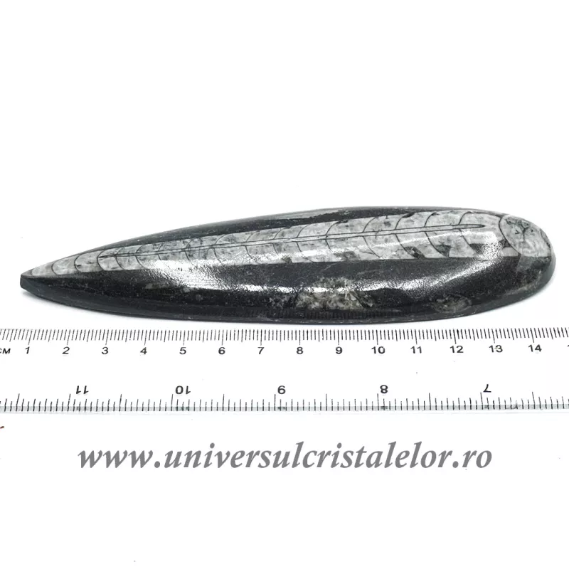 Orthoceras Orthoceras