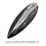 Orthoceras
