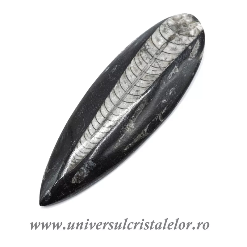 Orthoceras