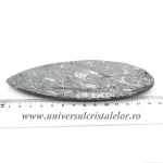 Orthoceras