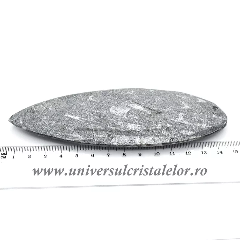 Orthoceras