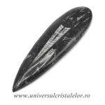 Orthoceras Orthoceras