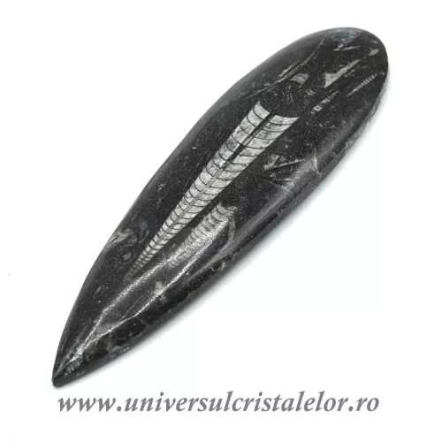 Orthoceras Orthoceras