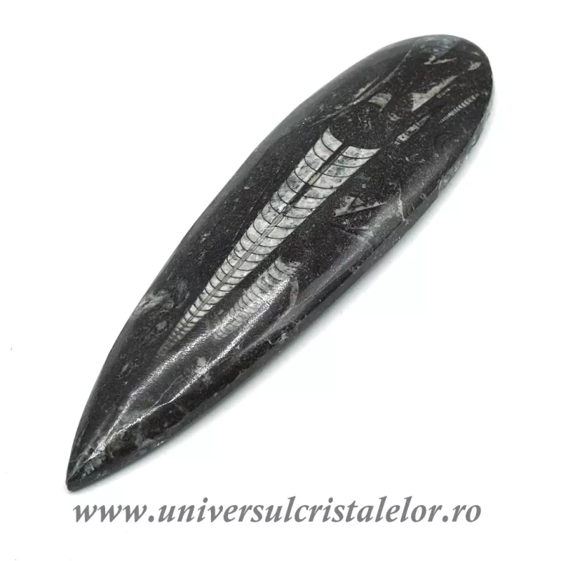 Orthoceras Orthoceras