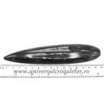 Orthoceras Orthoceras