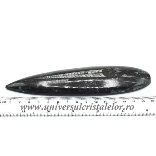 Orthoceras Orthoceras
