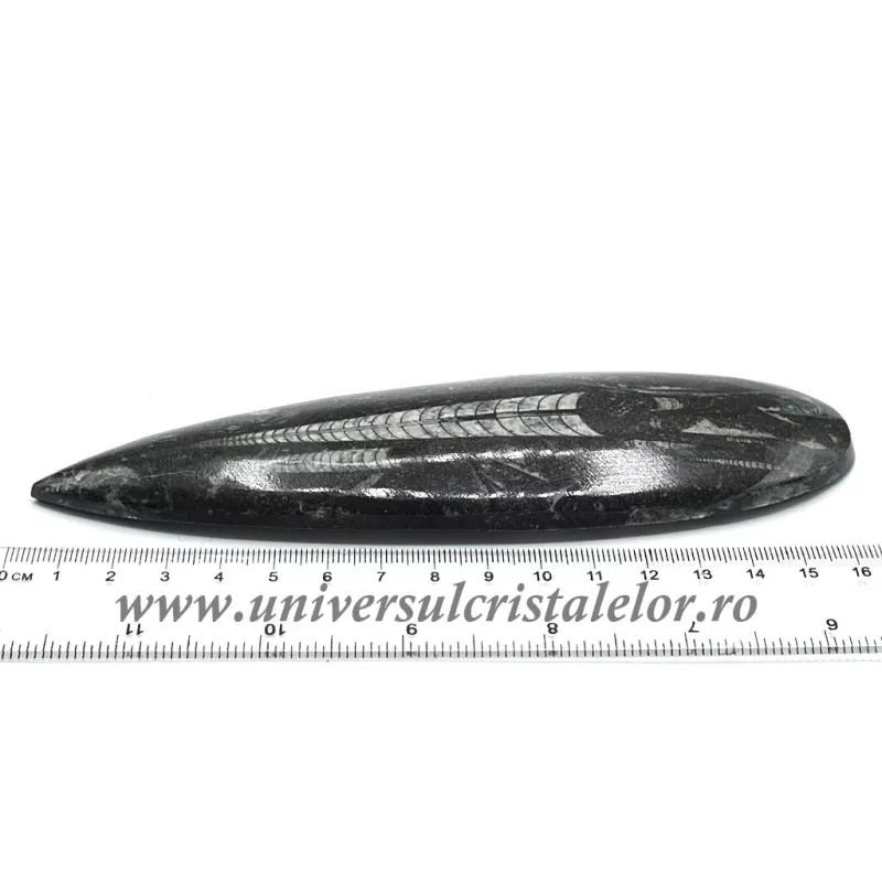 Orthoceras Orthoceras