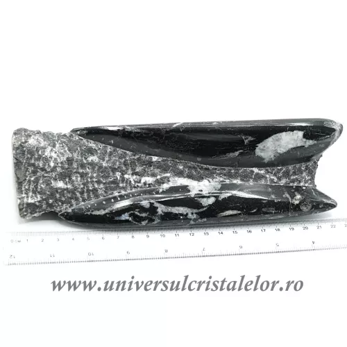 Orthoceras Orthoceras