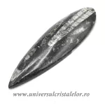 Orthoceras Orthoceras