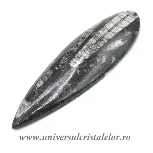 Orthoceras Orthoceras