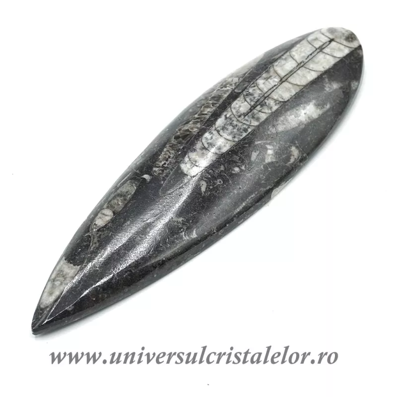 Orthoceras Orthoceras