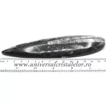 Orthoceras Orthoceras