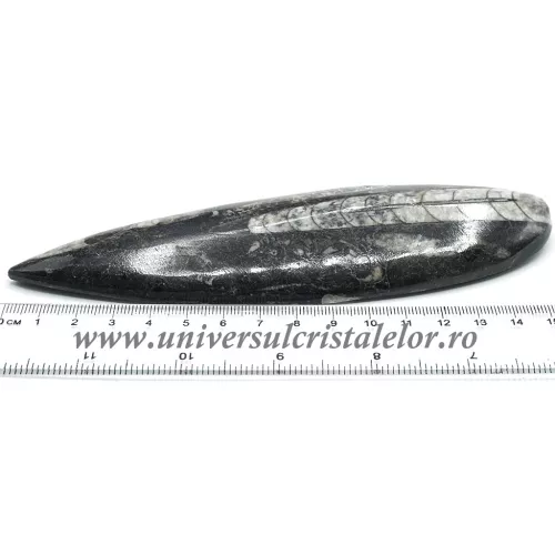 Orthoceras Orthoceras