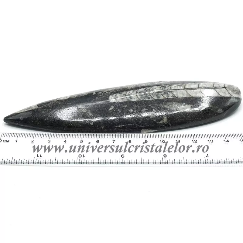 Orthoceras Orthoceras