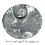 Orthoceras bol rotund