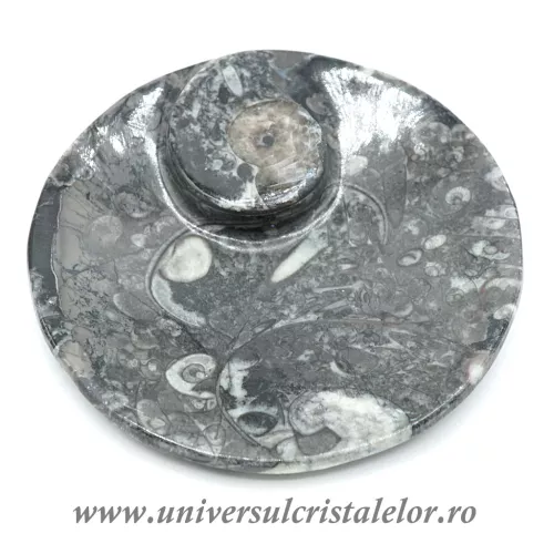 Orthoceras bol rotund