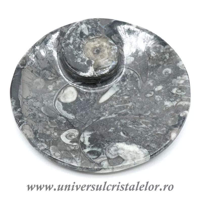 Orthoceras bol rotund