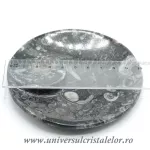 Orthoceras bol rotund