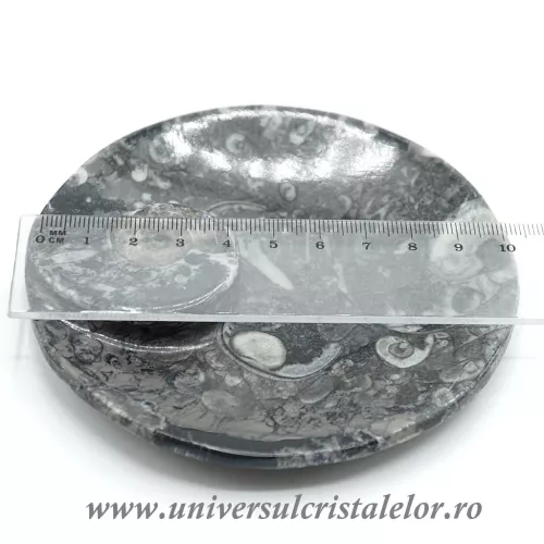 Orthoceras bol rotund