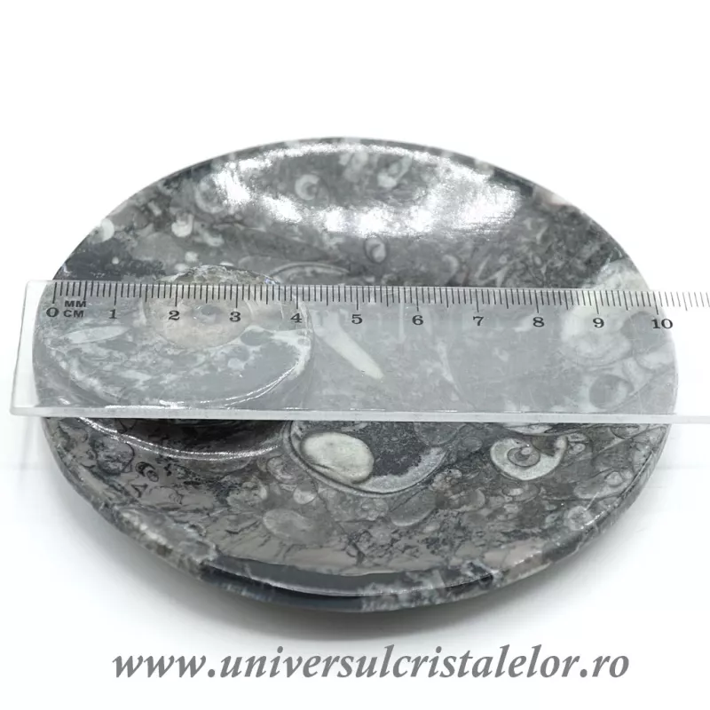 Orthoceras bol rotund