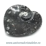 Orthoceras bol inima Orthoceras bol inima