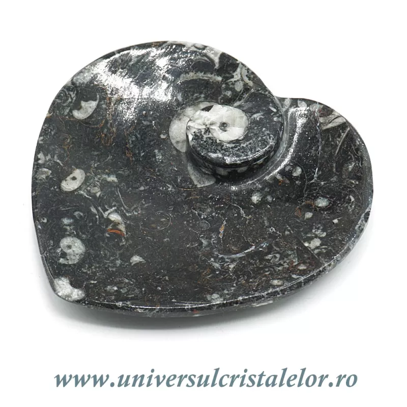 Orthoceras bol inima Orthoceras bol inima