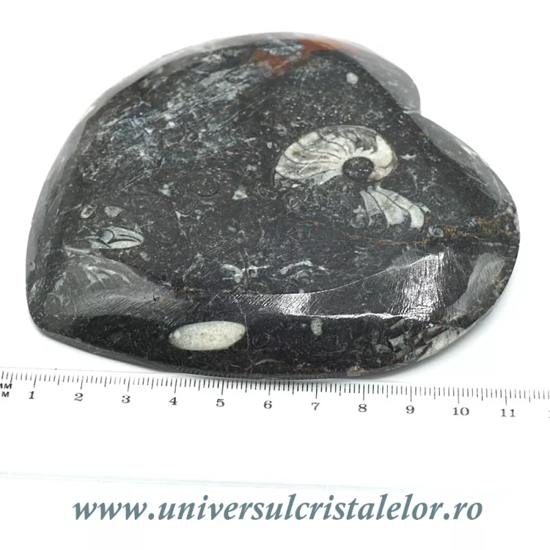 Orthoceras bol inima Orthoceras bol inima