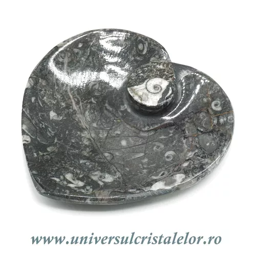 Orthoceras bol inima Orthoceras bol inima