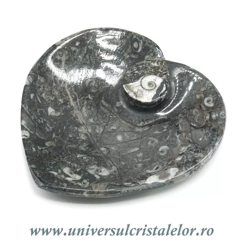 Orthoceras bol inima Orthoceras bol inima