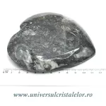 Orthoceras bol inima Orthoceras bol inima