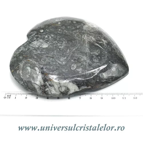 Orthoceras bol inima Orthoceras bol inima