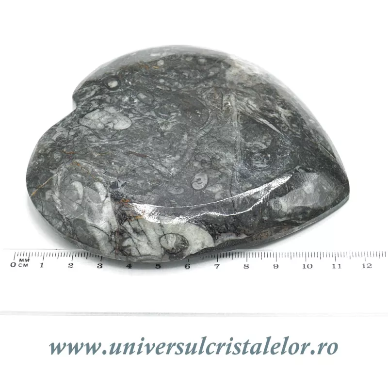 Orthoceras bol inima Orthoceras bol inima