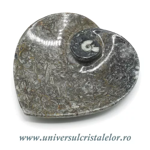 Orthoceras bol inima Orthoceras bol inima