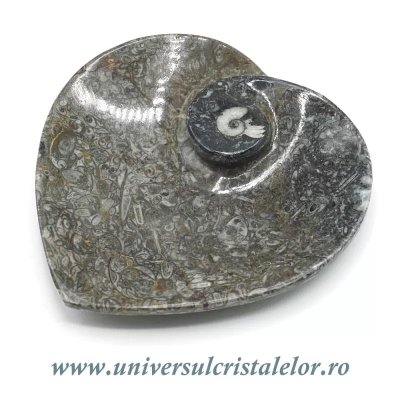 Orthoceras bol inima Orthoceras bol inima