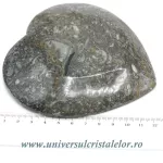 Orthoceras bol inima Orthoceras bol inima