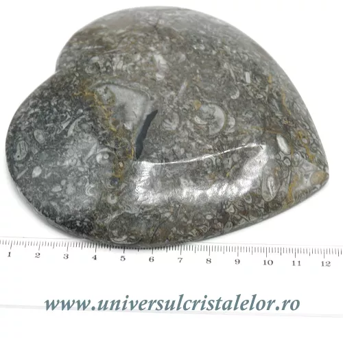 Orthoceras bol inima Orthoceras bol inima