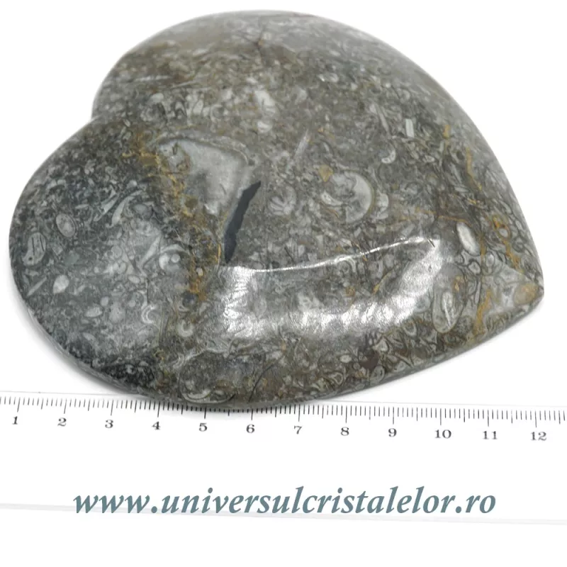 Orthoceras bol inima Orthoceras bol inima
