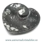 Orthoceras bol inima Orthoceras bol inima
